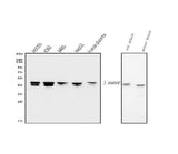 Anti-hnRNP D/AUF1/HNRNPD Antibody Picoband® (monoclonal, 2B12 Boster Bio