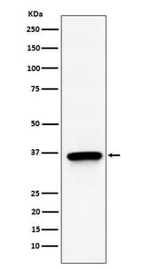 Anti-TIMM50 Rabbit Monoclonal Antibody Boster Bio