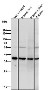 Anti-TIM50 Rabbit Monoclonal Antibody Boster Bio