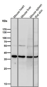 Anti-TIM50 Rabbit Monoclonal Antibody Boster Bio