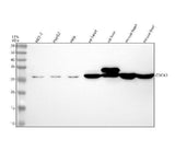 Anti-CDCA3 Rabbit Monoclonal Antibody Boster Bio