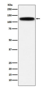 Anti-GOLPH4 Rabbit Monoclonal Antibody Boster Bio