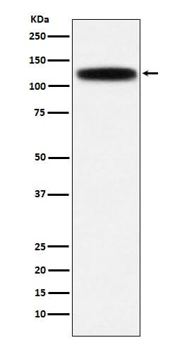 Anti-GOLPH4 Rabbit Monoclonal Antibody Boster Bio