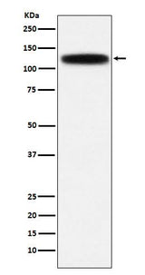 Anti-GOLPH4 Rabbit Monoclonal Antibody Boster Bio