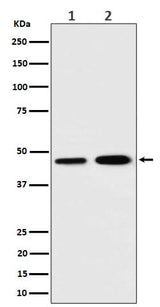 Anti-TIM44 Rabbit Monoclonal Antibody Boster Bio