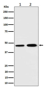 Anti-TIM44 Rabbit Monoclonal Antibody Boster Bio