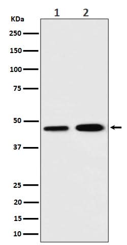 Anti-TIM44 Rabbit Monoclonal Antibody Boster Bio