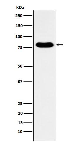 Anti-GTPBP4 Rabbit Monoclonal Antibody Boster Bio