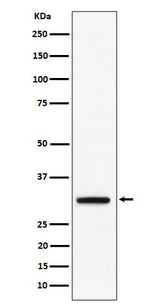 Anti-PLSCR3 Rabbit Monoclonal Antibody Boster Bio