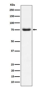 Anti-PWP1 Rabbit Monoclonal Antibody Boster Bio