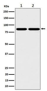 Anti-RAB45 Rabbit Monoclonal Antibody Boster Bio