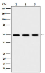 Anti-EEF1G Rabbit Monoclonal Antibody Boster Bio