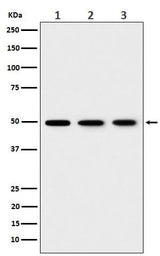 Anti-EEF1G Rabbit Monoclonal Antibody Boster Bio