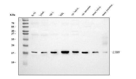 Anti-LSM8 Antibody Picoband® (monoclonal, 6B11 Boster Bio