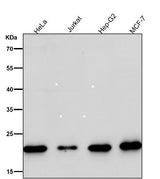 Anti-MRPL11 Rabbit Monoclonal Antibody Boster Bio