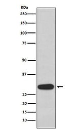Anti-Olig3 Rabbit Monoclonal Antibody Boster Bio