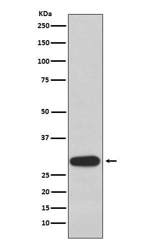 Anti-Olig3 Rabbit Monoclonal Antibody Boster Bio