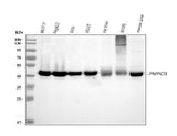 Anti-MPPB/PMPCB Antibody Picoband® (monoclonal, 9F13E4 Boster Bio