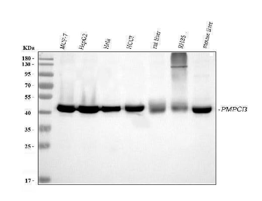 Anti-MPPB/PMPCB Antibody Picoband® (monoclonal, 9F13E4 Boster Bio