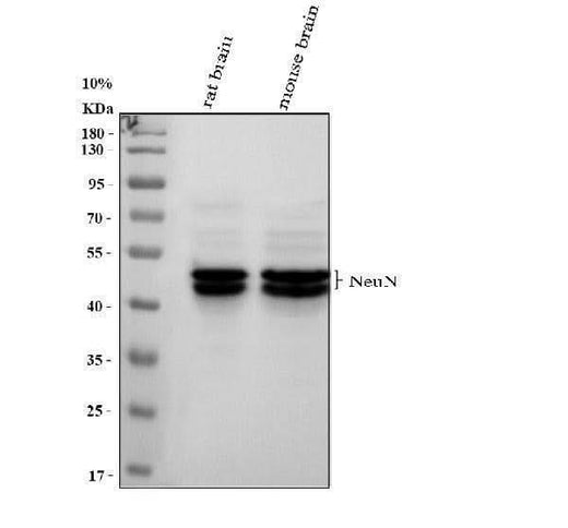 Anti-NeuN RBFOX3 Rabbit Monoclonal Antibody Boster Bio