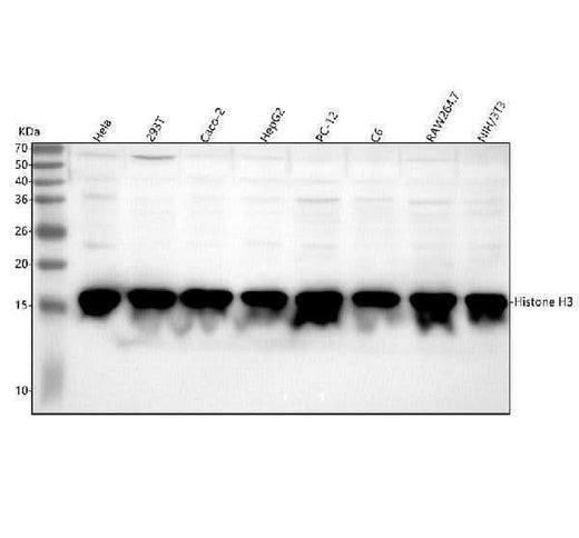 Anti-Methyl-Histone H3 (di K4) HIST1H3A Rabbit Monoclonal Antibody Boster Bio