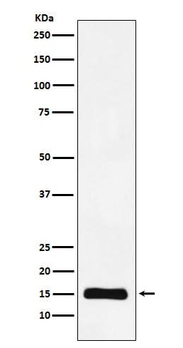 Anti-Histone H3 (mono methyl K9) Rabbit Monoclonal Antibody Boster Bio