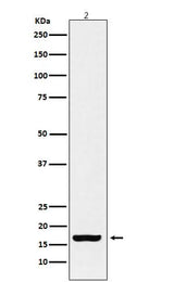 Anti-Histone H3 (acetyl K18) Rabbit Monoclonal Antibody Boster Bio
