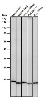 Anti-Histone H3 (acetyl K23) Rabbit Monoclonal Antibody Boster Bio