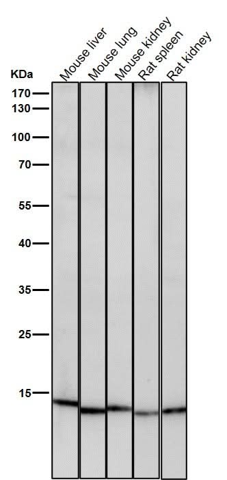 Anti-Histone H3 (acetyl K23) Rabbit Monoclonal Antibody Boster Bio