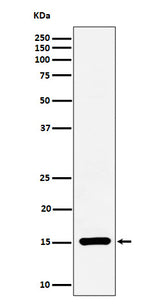 Anti-Histone H3 (symmetric di methyl R17) Rabbit Monoclonal Antibody Boster Bio