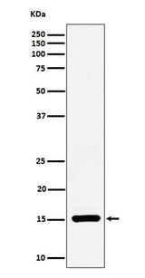 Anti-Histone H3 (symmetric di methyl R17) Rabbit Monoclonal Antibody Boster Bio
