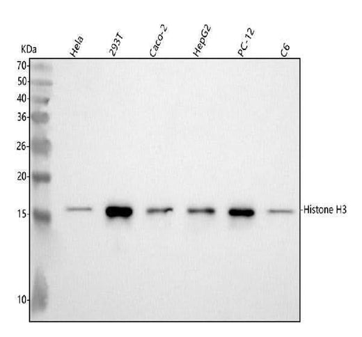 Anti-Histone H3 (di methyl K9) HIST1H3A Rabbit Monoclonal Antibody Boster Bio