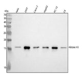 Anti-Histone H3 (di methyl K9) HIST1H3A Rabbit Monoclonal Antibody Boster Bio