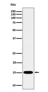 Anti-Histone H3 (mono methyl K79) Rabbit Monoclonal Antibody Boster Bio
