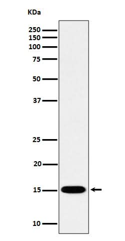 Anti-Histone H3 (mono methyl K79) Rabbit Monoclonal Antibody Boster Bio
