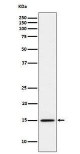Anti-Histone H3 (mono methyl K14) Rabbit Monoclonal Antibody Boster Bio