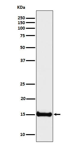 Anti-Histone H3 (di methyl K4) Rabbit Monoclonal Antibody Boster Bio