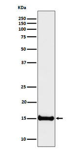 Anti-Histone H3 (di methyl K4) Rabbit Monoclonal Antibody Boster Bio