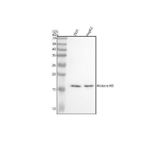 Anti-Histone H3 (acetyl K9) Rabbit Monoclonal Antibody Boster Bio