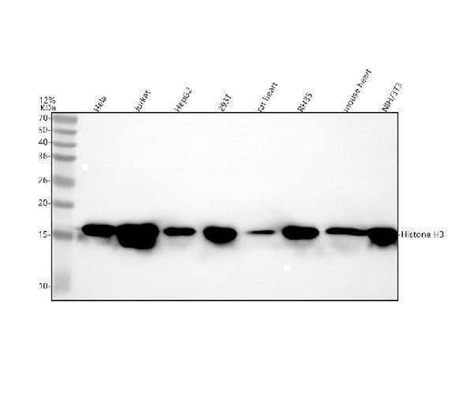 Anti-Histone H3 (mono methyl K36) HIST1H3A Rabbit Monoclonal Antibody Boster Bio