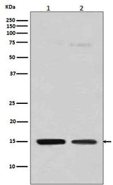 Anti-Histone H3 (mono methyl R128) HIST1H3A Rabbit Monoclonal Antibody Boster Bio