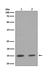 Anti-Histone H3 (mono+di+tri methyl K79) HIST1H3A Rabbit Monoclonal Antibody Boster Bio