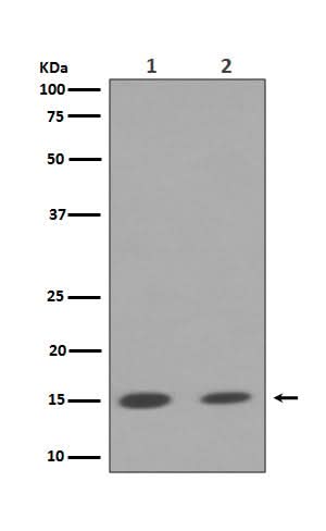 Anti-Histone H3 (mono+di+tri methyl K79) HIST1H3A Rabbit Monoclonal Antibody Boster Bio