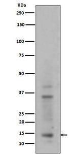 Anti-Histone H3 (mono+di+tri methyl K14) HIST1H3A Rabbit Monoclonal Antibody Boster Bio