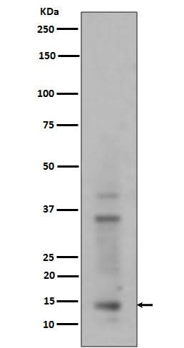 Anti-Histone H3 (mono+di+tri methyl K14) HIST1H3A Rabbit Monoclonal Antibody Boster Bio