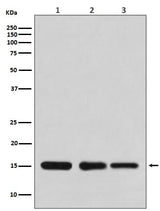 Anti-Histone H3 HIST1H3A Rabbit Monoclonal Antibody Boster Bio