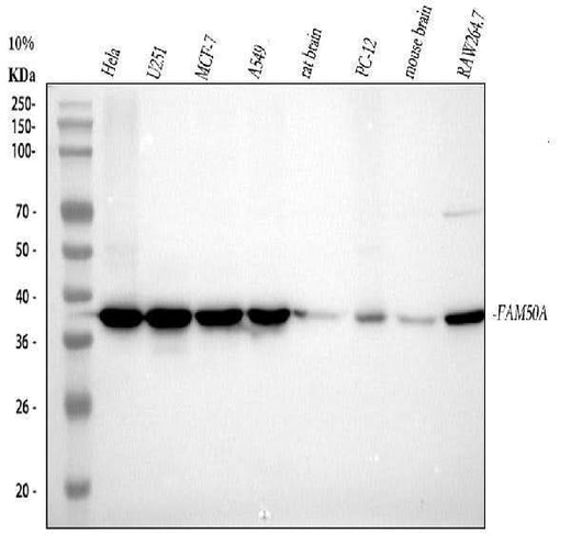 Anti-FAM50A Rabbit Monoclonal Antibody Boster Bio