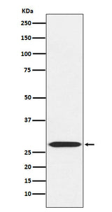 Anti-MRPL28 Rabbit Monoclonal Antibody Boster Bio
