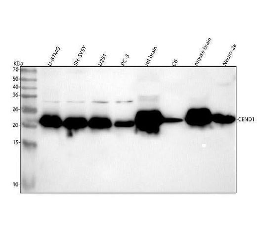 Anti-CEND1 Rabbit Monoclonal Antibody Boster Bio