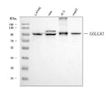 Anti-Golgin 97/GOLGA1 Antibody Picoband® (monoclonal, 8E4H1 Boster Bio